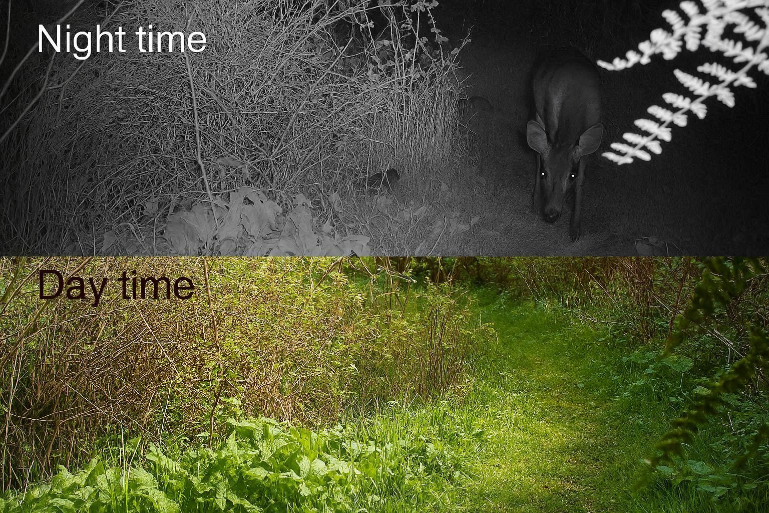 Camera optics supporting daylight and infrared night modes.